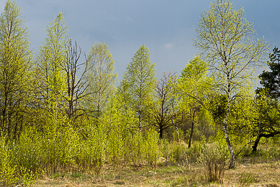 река Рессета